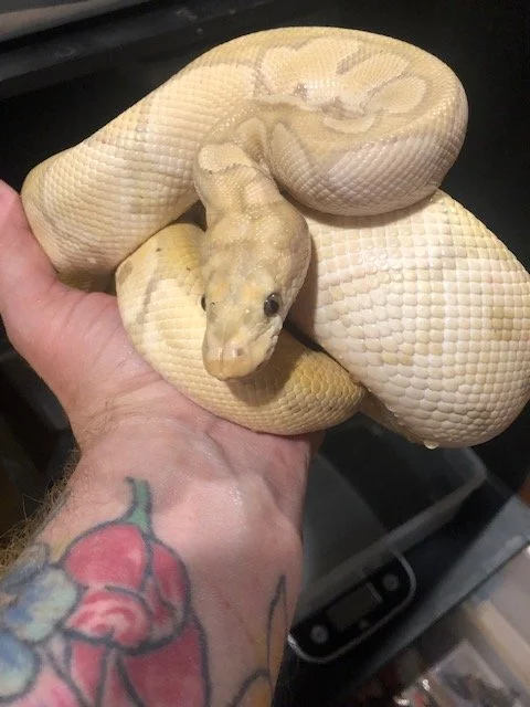 Banana Clown adult male $250