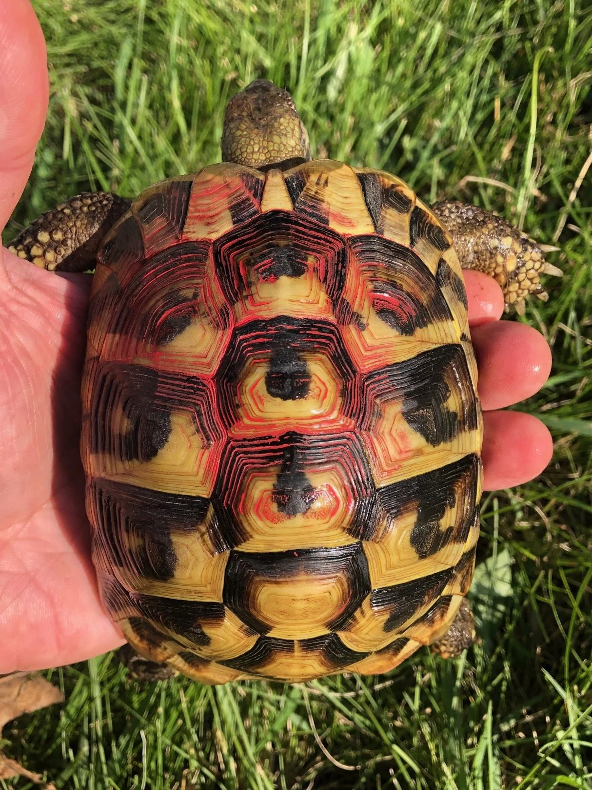 (Red) Hermann's Tortoise female 4.75" $255