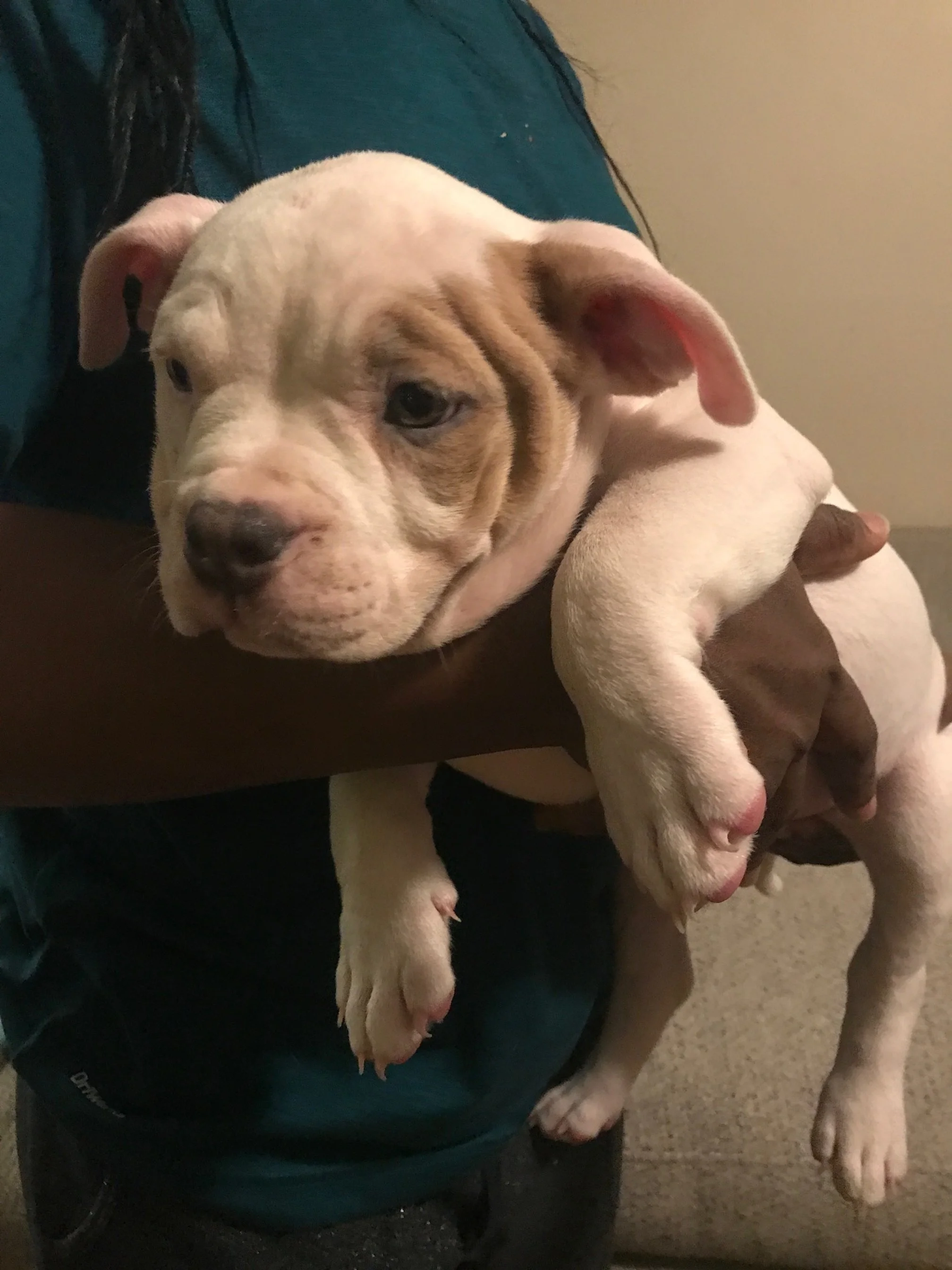 "Nyx"
Extreme Piebald fawn merle
1 eye patch and one single dot on her back. Just as cute as anything could be. Perfect proportions, head shape and size and calm demeanor.

$850 pet price
$1,000 with papers

ABKC Champion Bloodlines from Mom & Dad's 