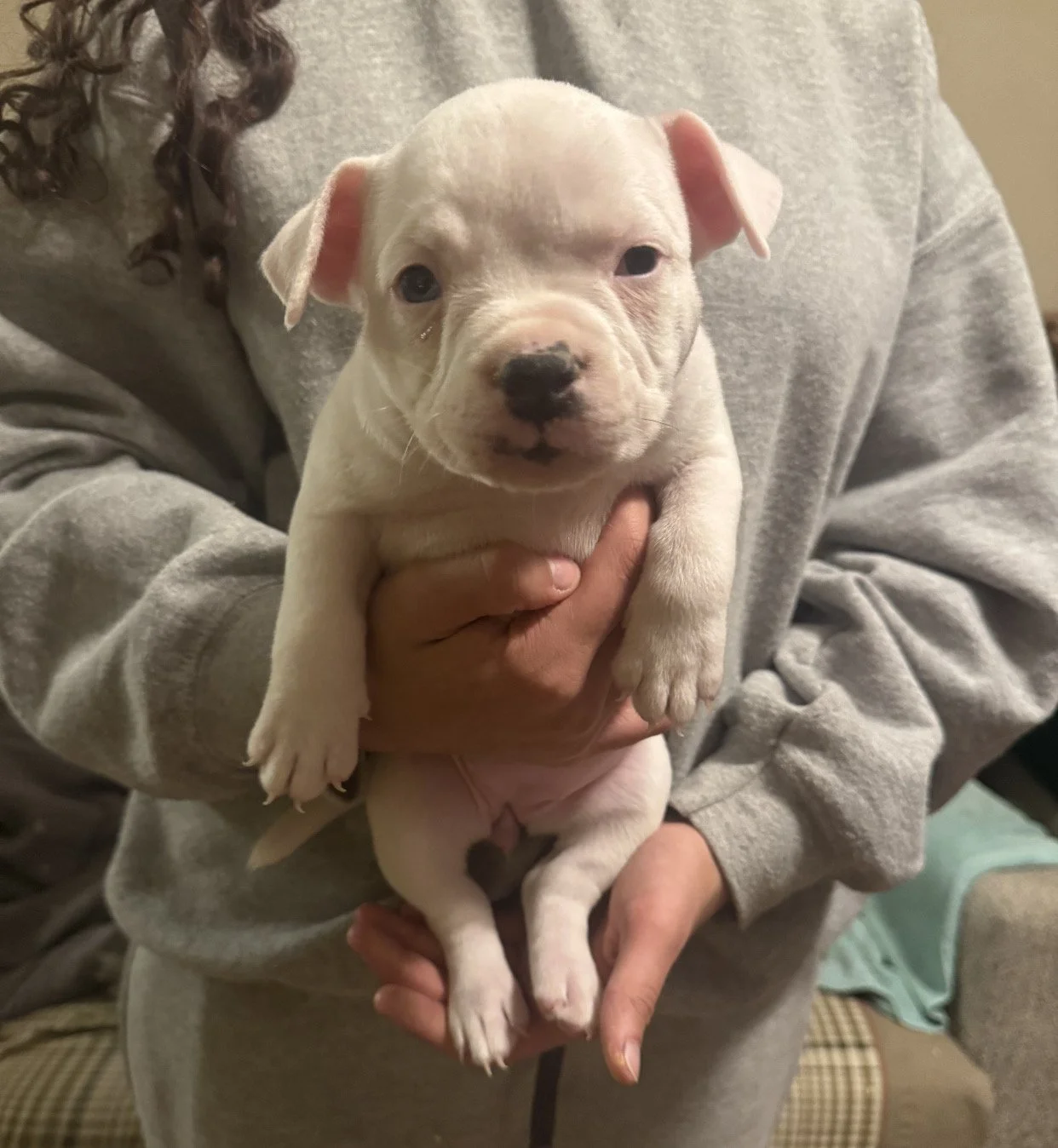 "Daisy" Extreme Piebald with black nose and chin $1500