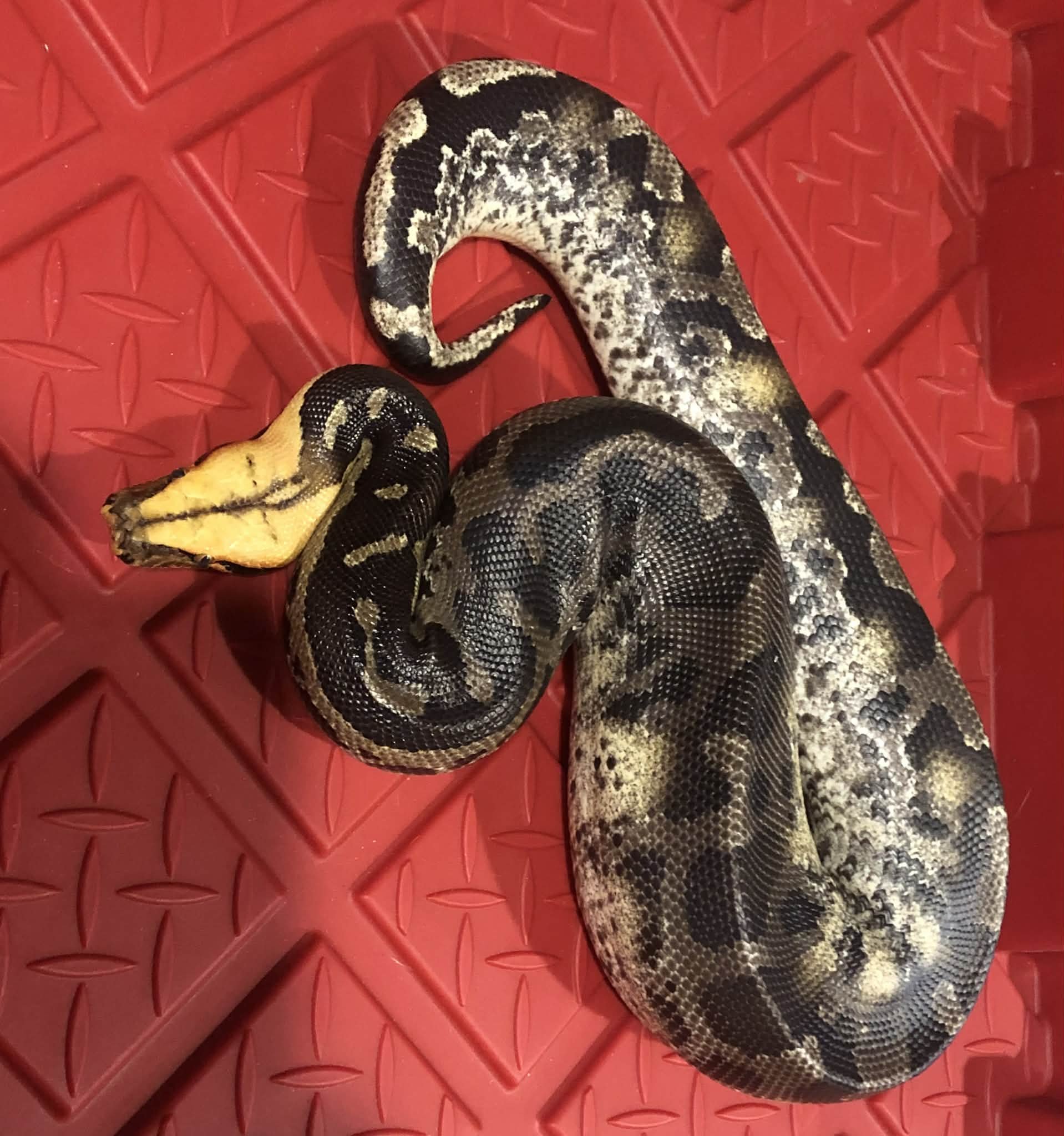 Orange Head Sumatran Short Tail Python tame adult male $375