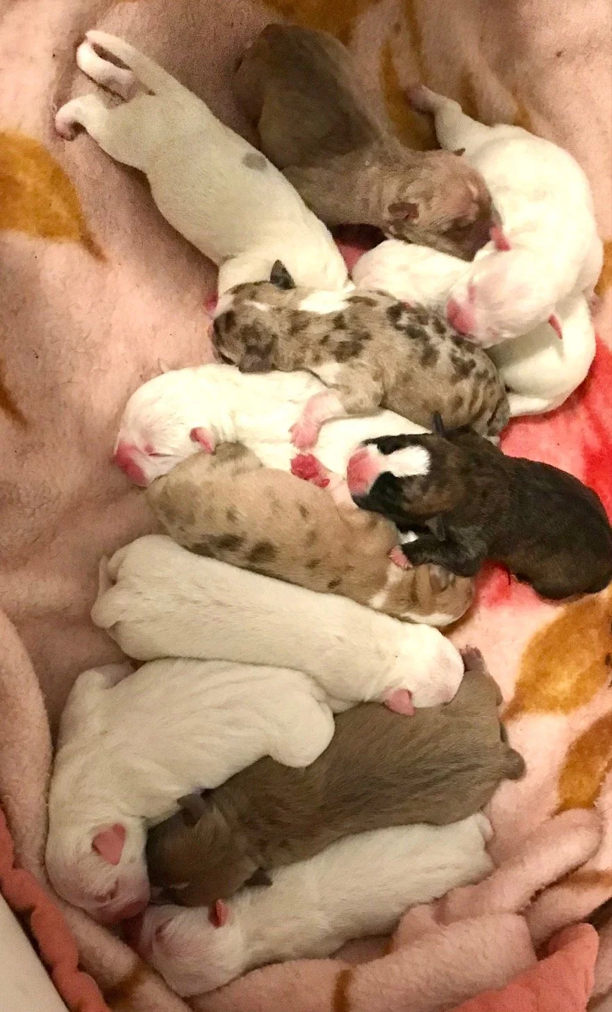 American Pocket Bullies born 11/12/25 ! All Registered and UTD on shots. Each pup will come with a health exam and health guarantee contract as well. Ready to go Jan 7th, 2026