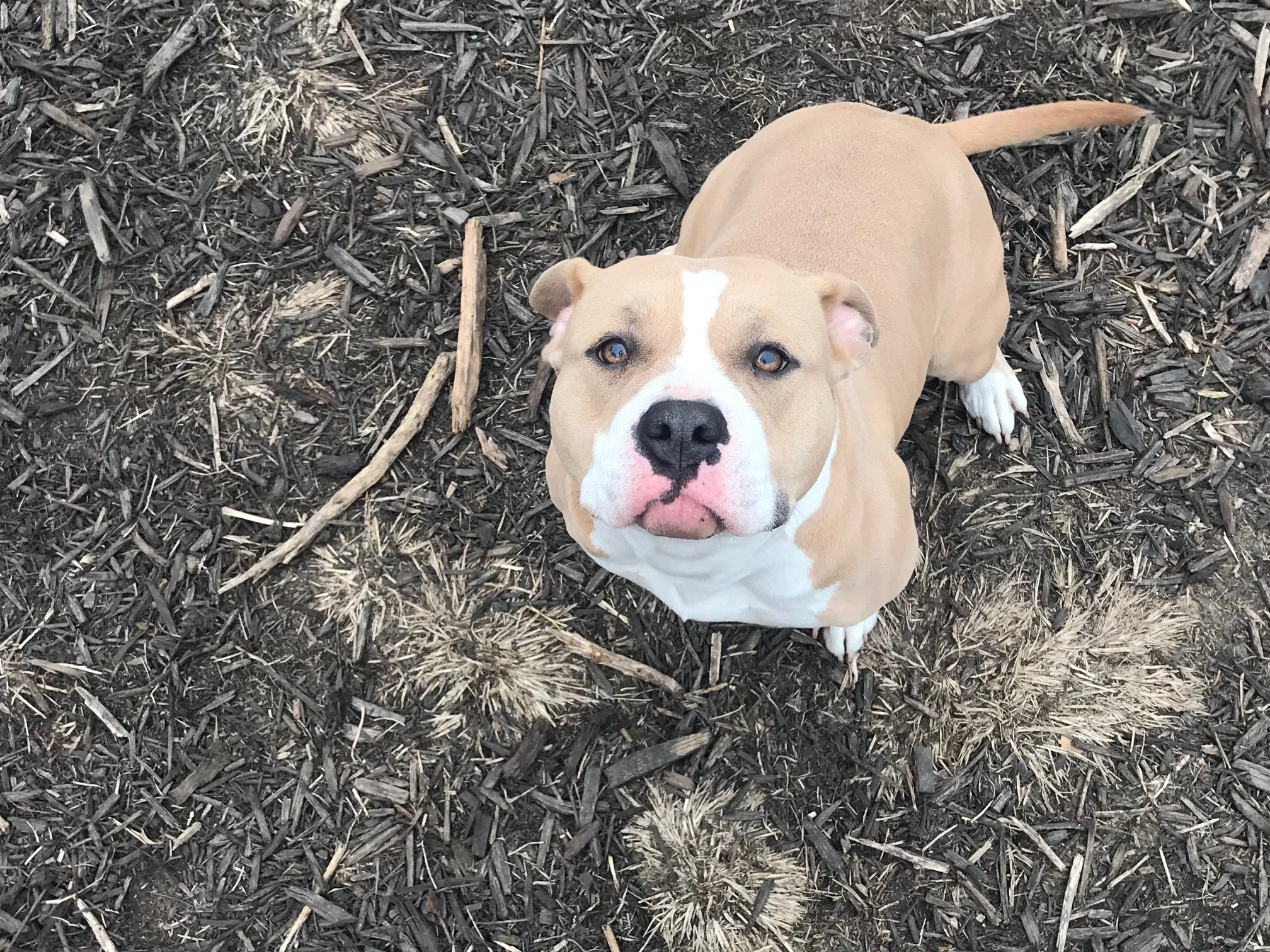 Mom Cordelia Diamond