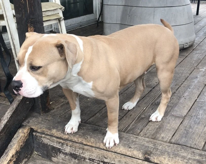 Mom Cordelia Diamond 60lbs 17.5" tall