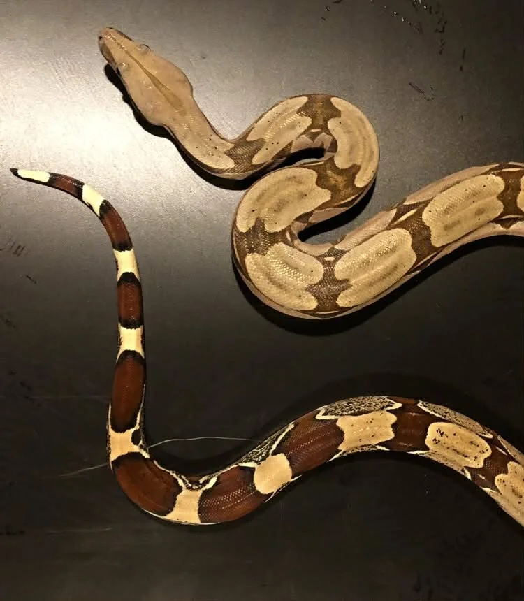 Suriname True Red Tailed Boa male 3ft $450 (on hold) 