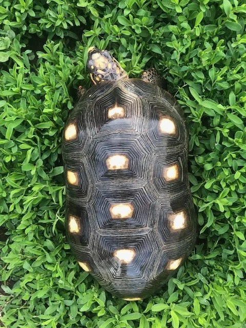 Red Foot Adult Male 10" $275