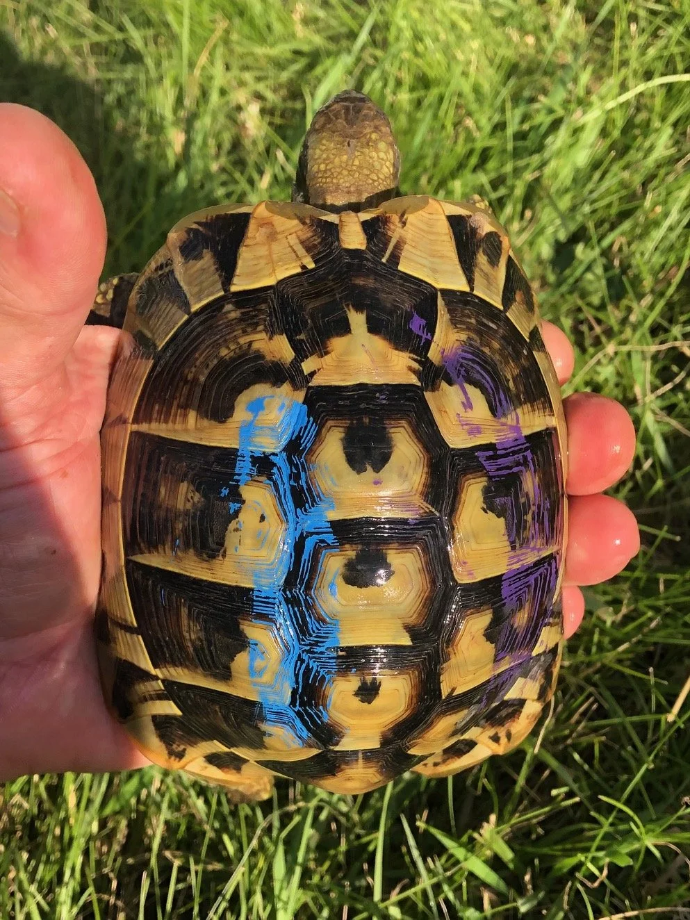 (Blue/Purple) Hermann's Tortoise female 5" $275
