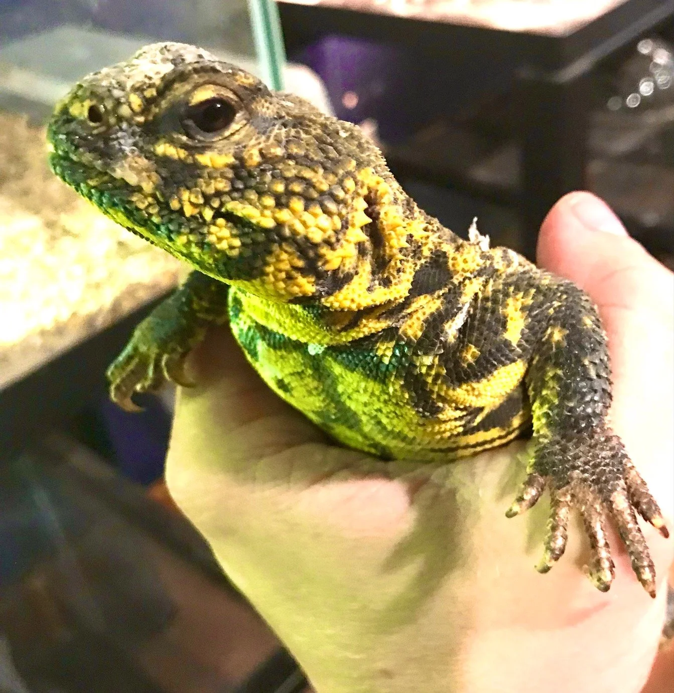 Father of the Babies (not for sale)