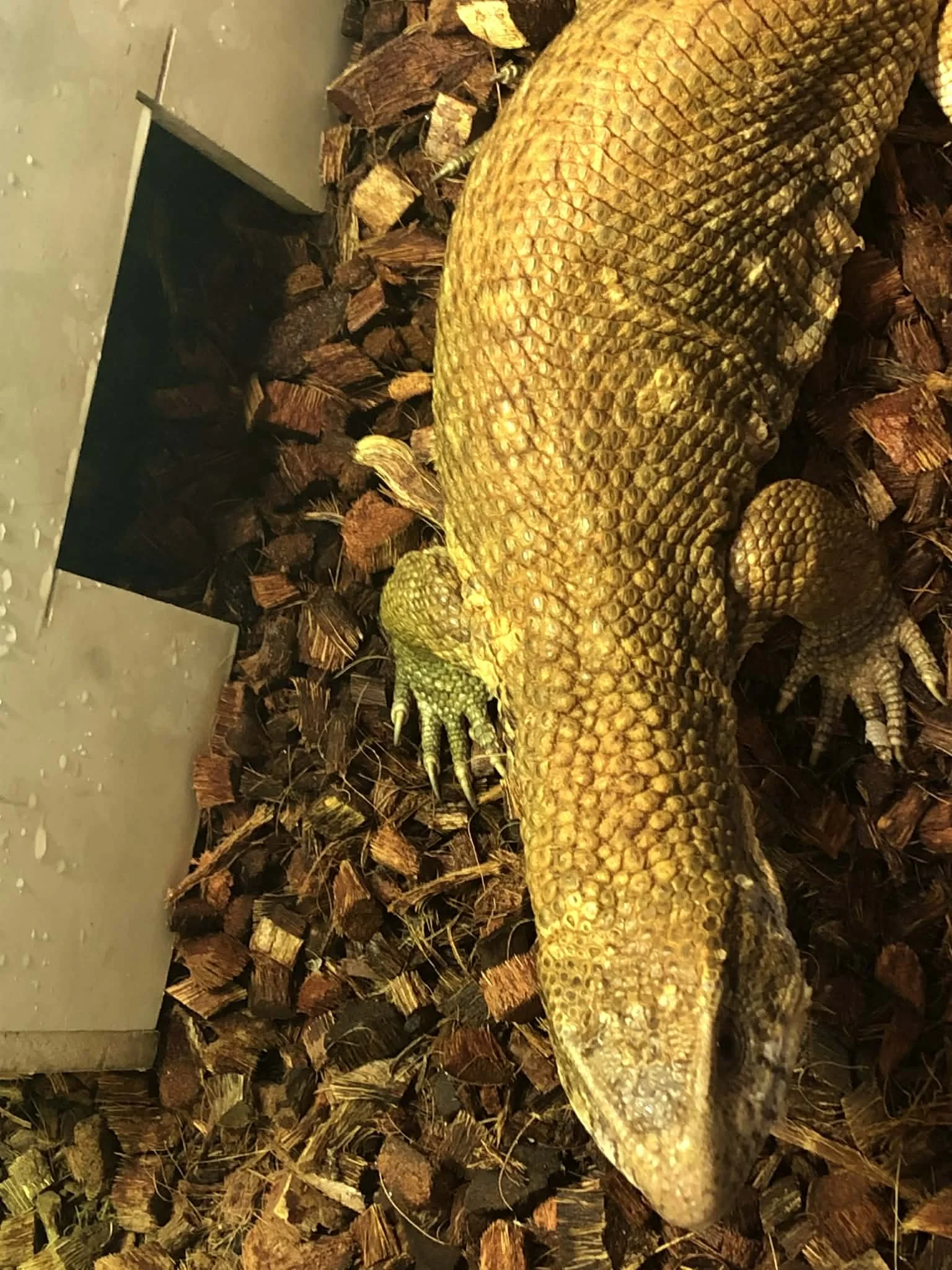 Savannah Monitor tame adult male $375