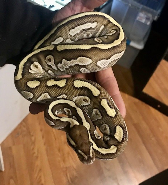 This is some combination of Orange Dream Lesser Yellow Belly & Fuego. Not all four. Male 300g $80