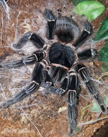 Lasiodora Parahybana - "Salmon Pink Bird Eater Tarantula"  .75" unsexed $45 (photo is of an adult)