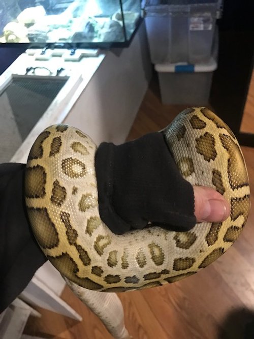 Hypo Burmese Python w/ 1 eye. Tame male 2ft long $225