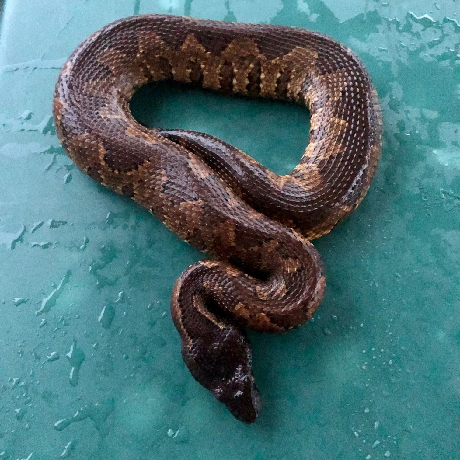 Viper Boa Female #BHVBF03