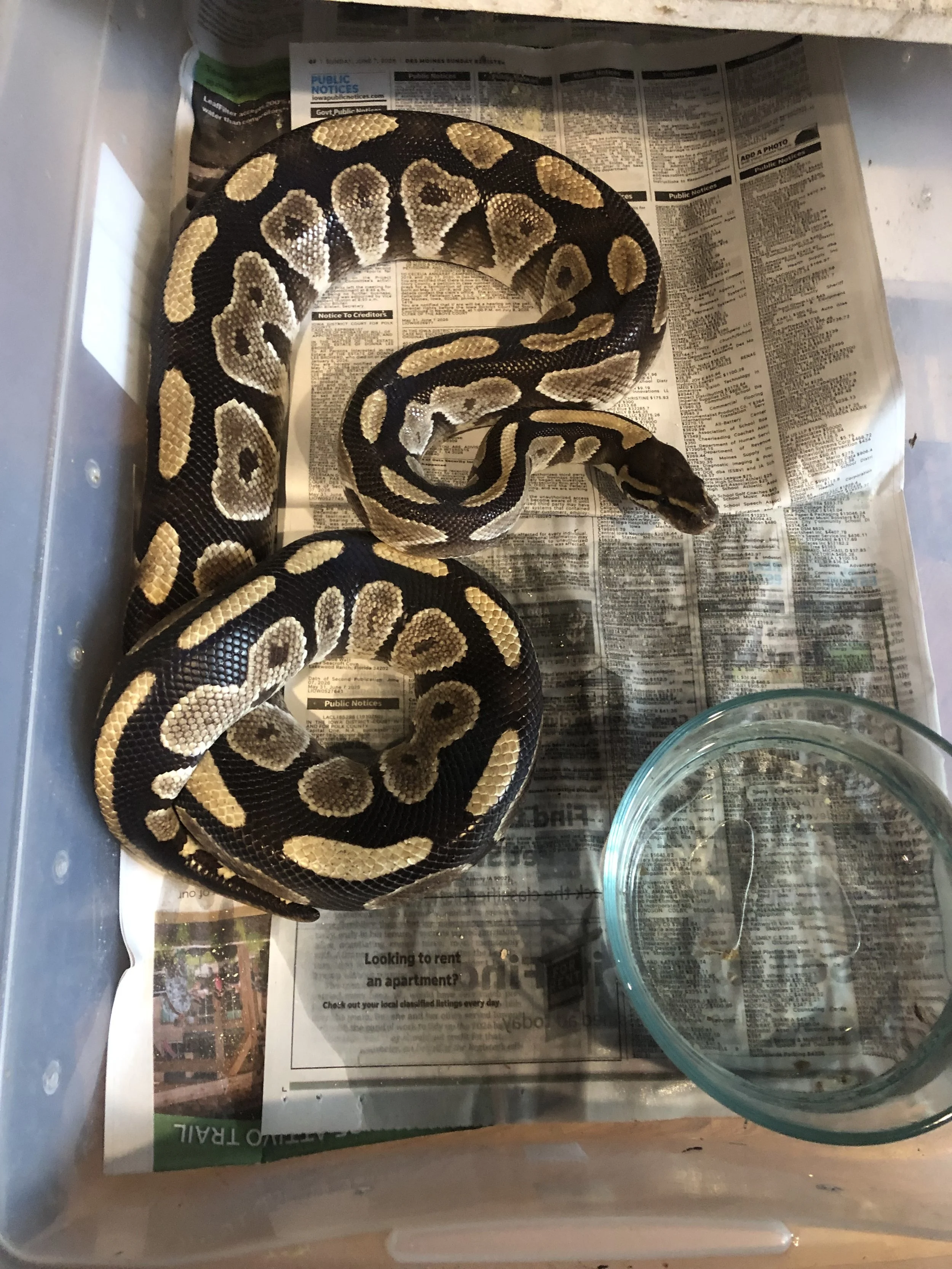 Mojave adult female $300 (or if she doesn't sell, I will just breed her and post her for $50 after she lays eggs)
