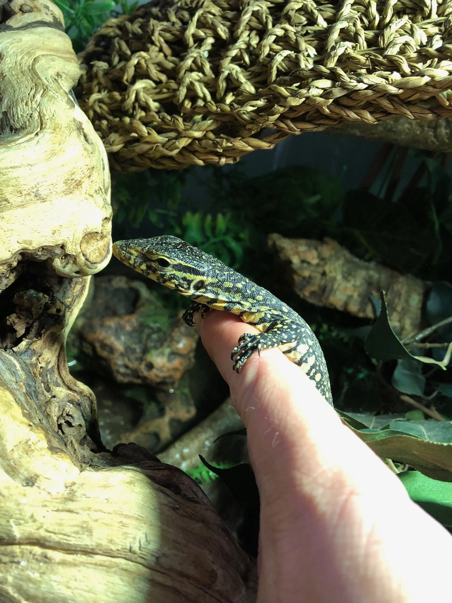 Ornate Nile Monitor babies $150 Beautiful! Very smart and personable. Will have individual photos once they are established and all fat and happy in October sometime. 6 available! 