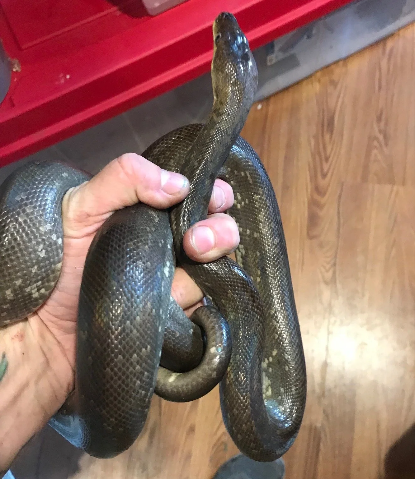 f	Macklots Python Adult	$500
