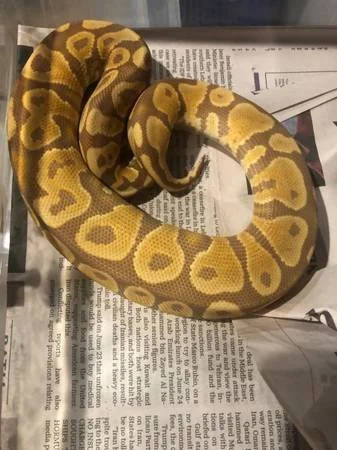 Yellow Belly Ultramel subadult male $150