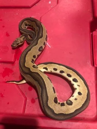 Leopard Possibly YB Clown subadult female $150