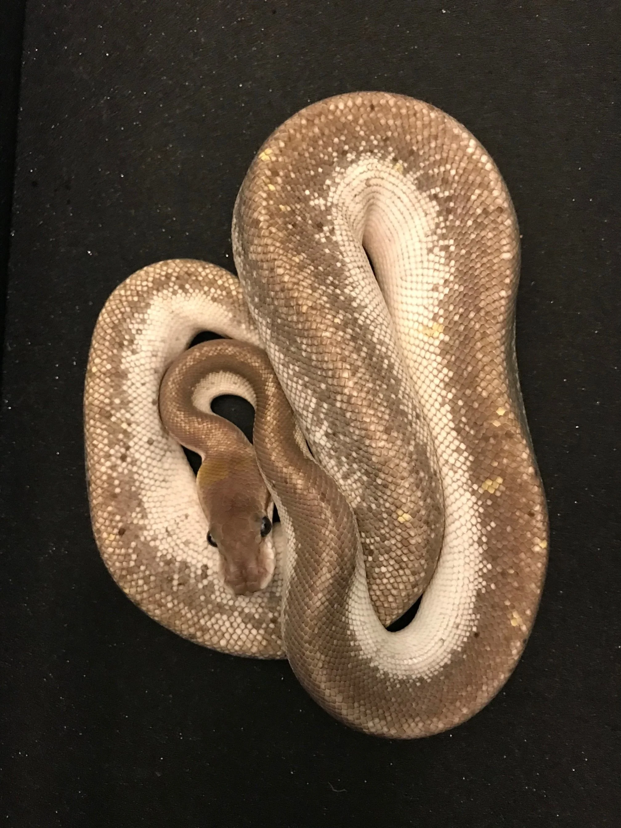 f	mojave super cinny	$350 (on hold)
