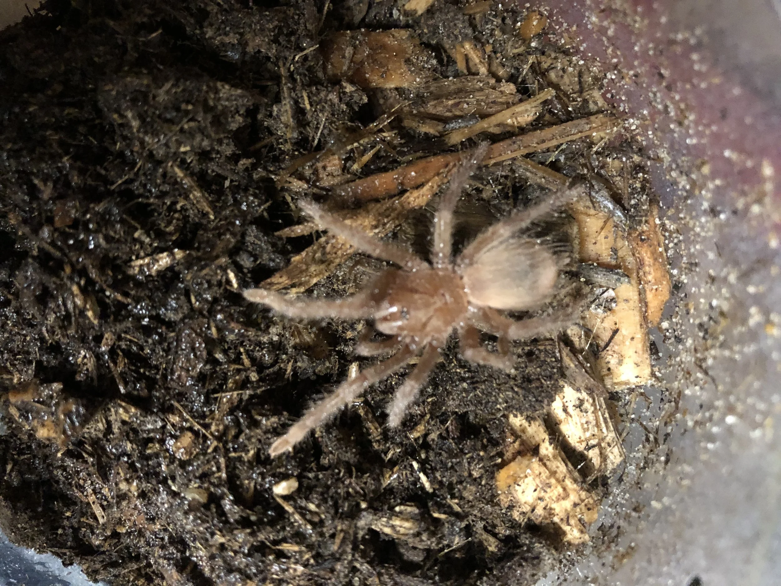 Mystery Tarantula! 1.5"  $40