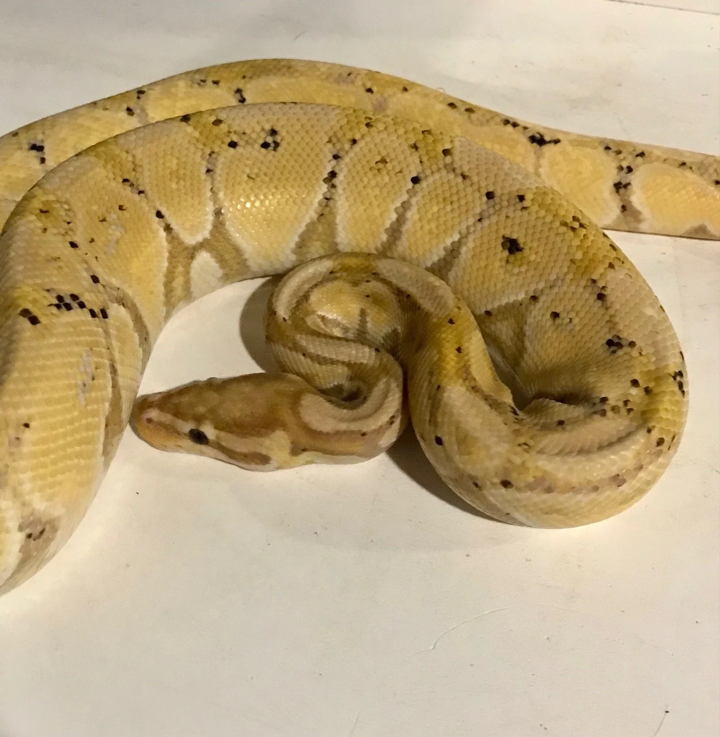 m	Banana	$90