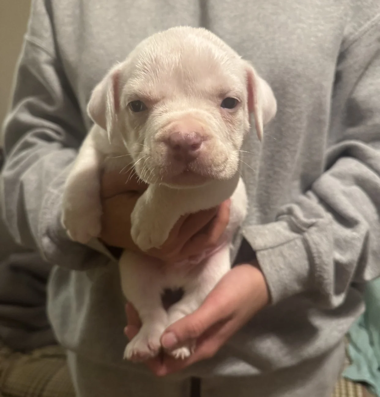 "Zues" Extreme Piebald 100% white male with blue nose $1500 Super cute dude!
