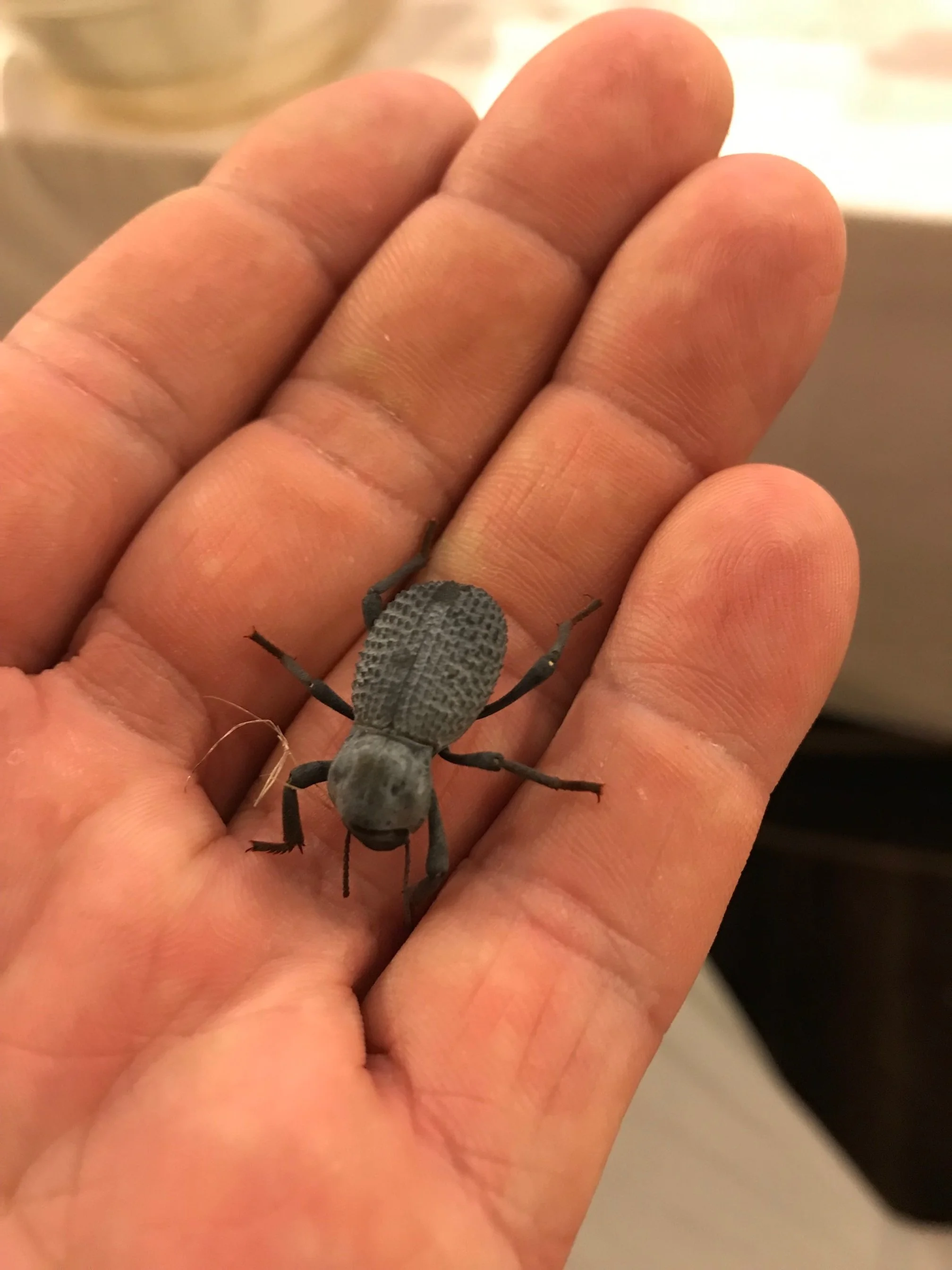  Blue Death-Feigning Beetle $10                (easiest pet ever and lives over 10 years!)

