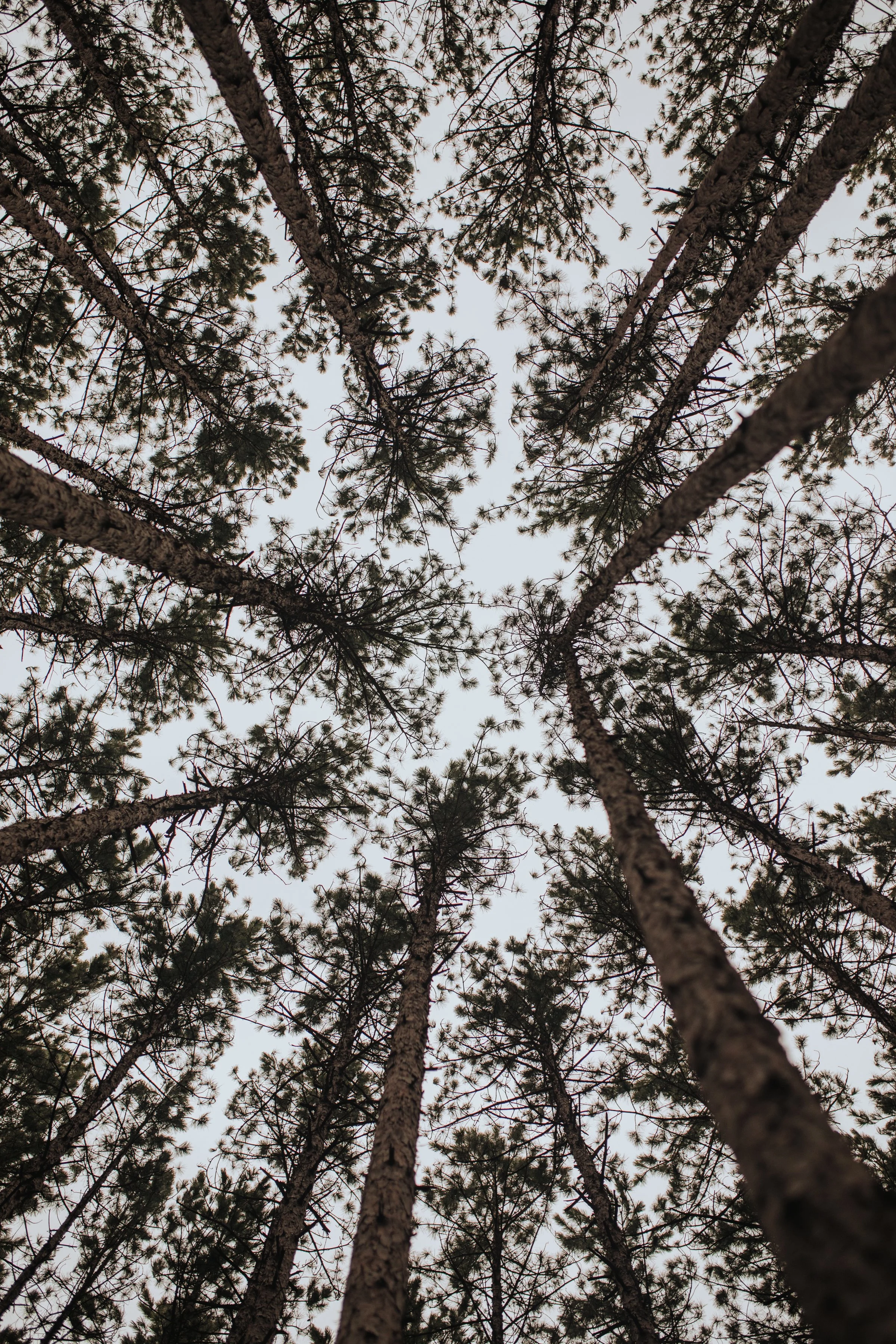 Looking up at tall pine trees with branches and needles, against an overcast sky.