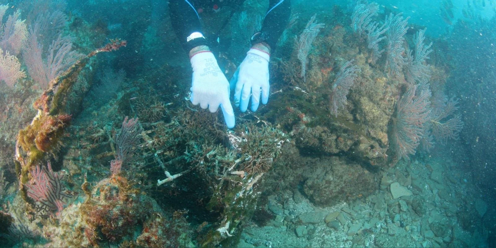 Ghost lobster trap NOT REMOVED because the amount of life already in it.JPG