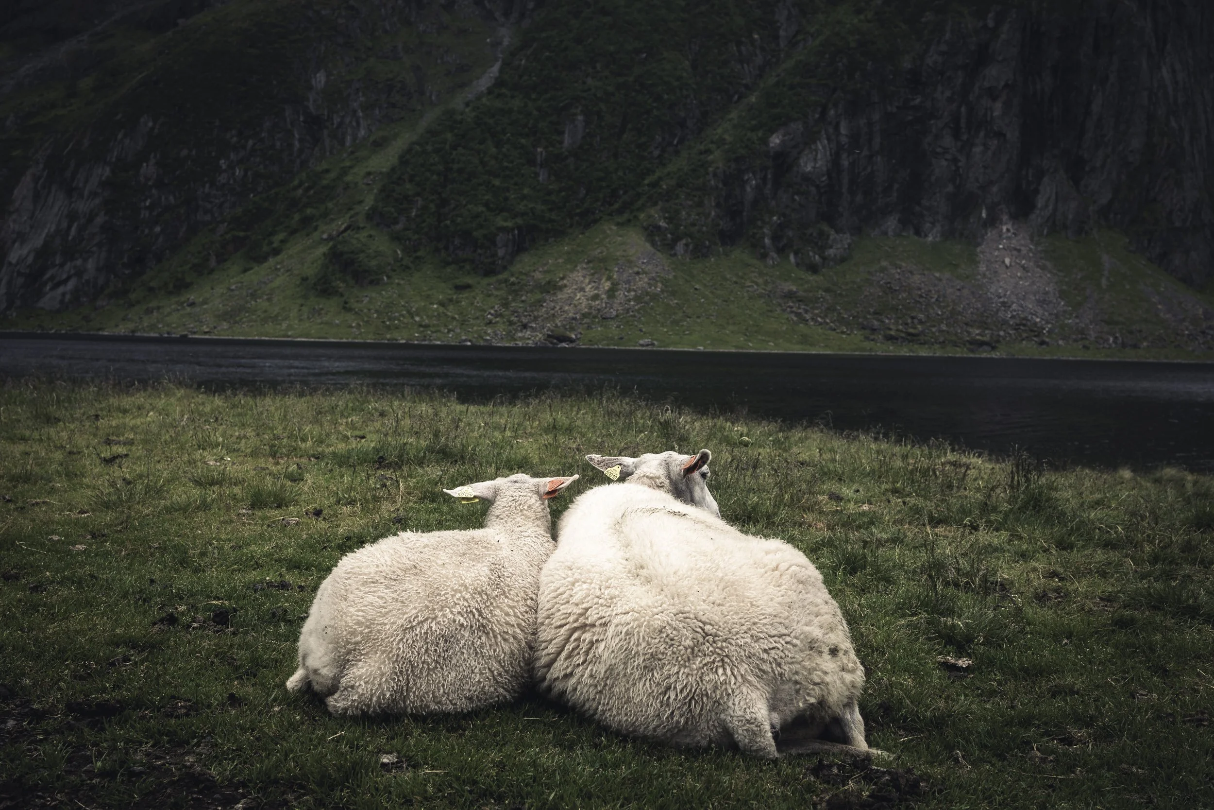25-lofoten-144.JPG