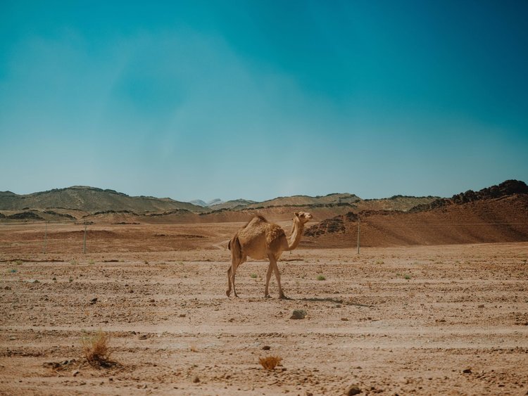 tabuk gallery 4.jpeg