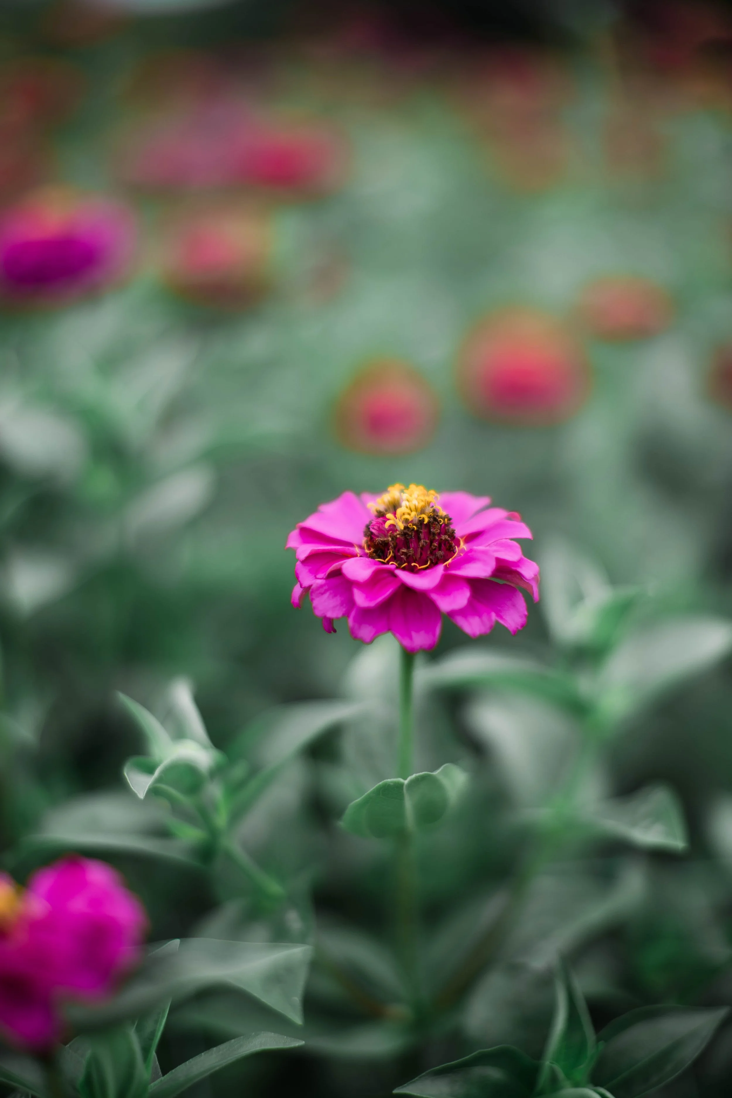 compass farm flowers-2.jpg