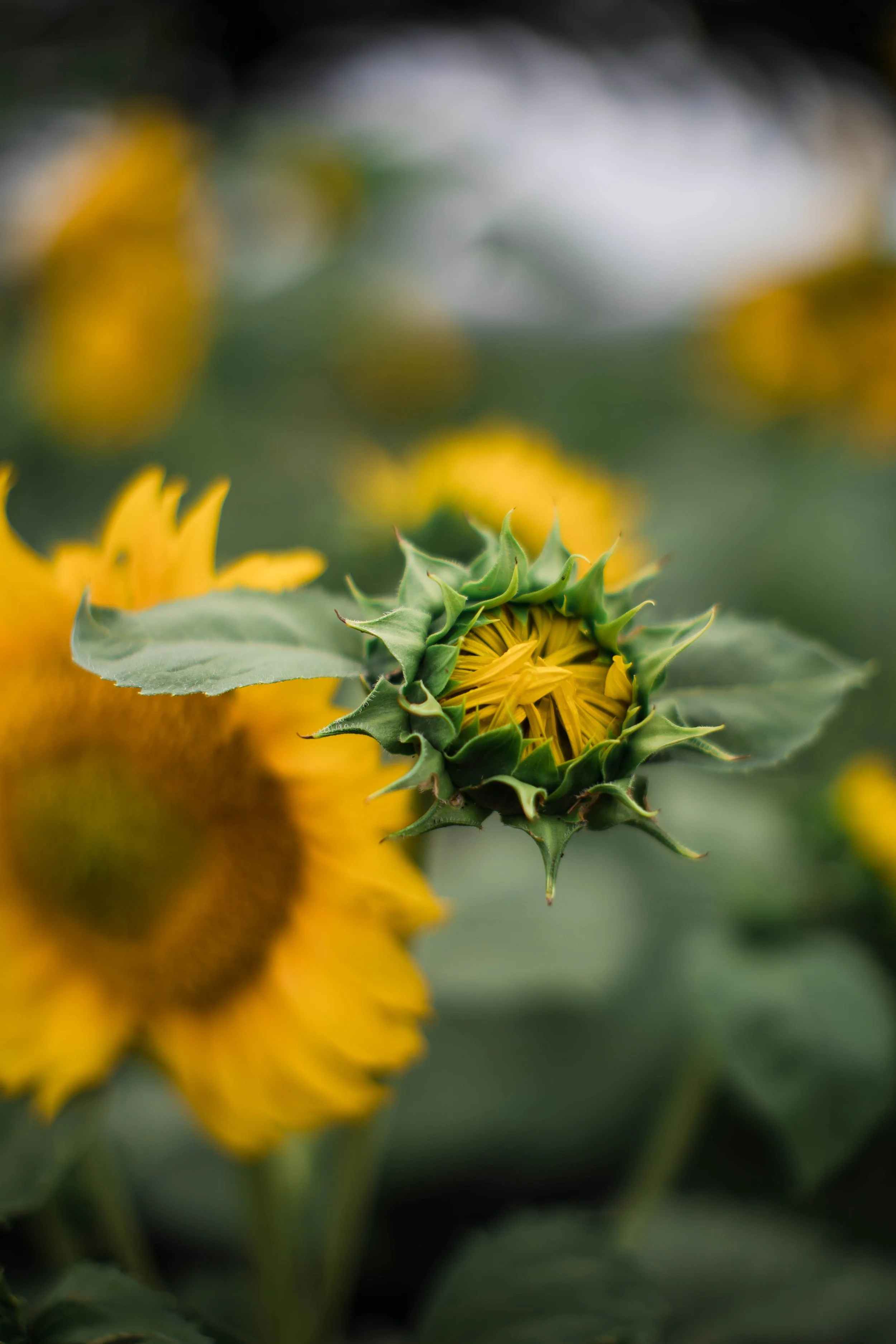 compass farm flowers.jpg