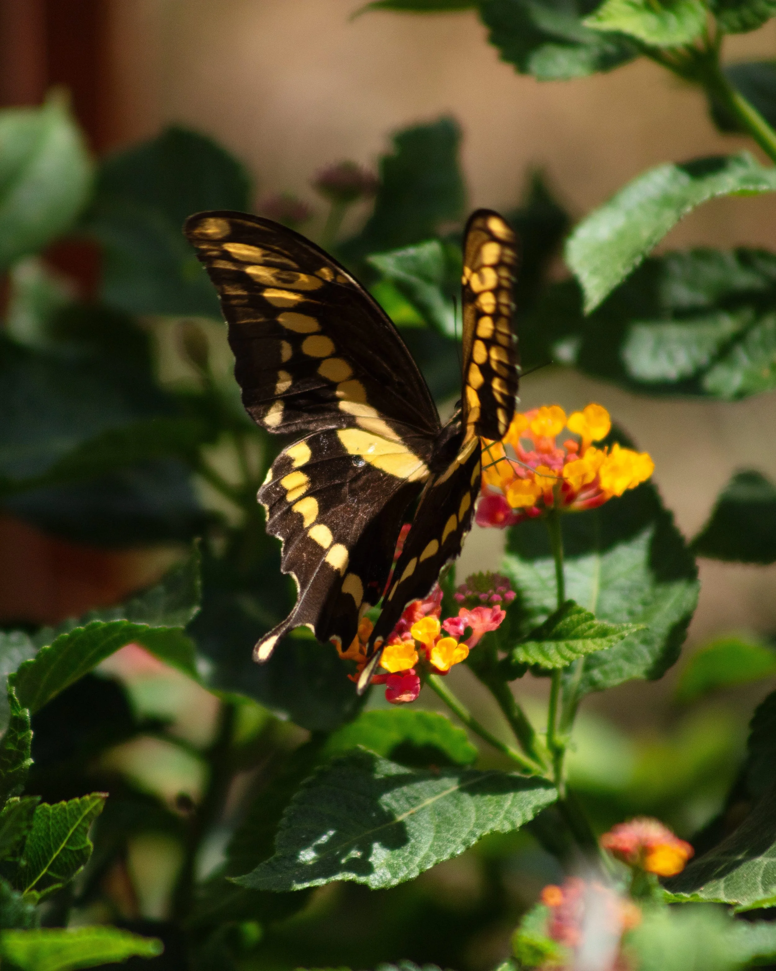 3R9A6127.jpg