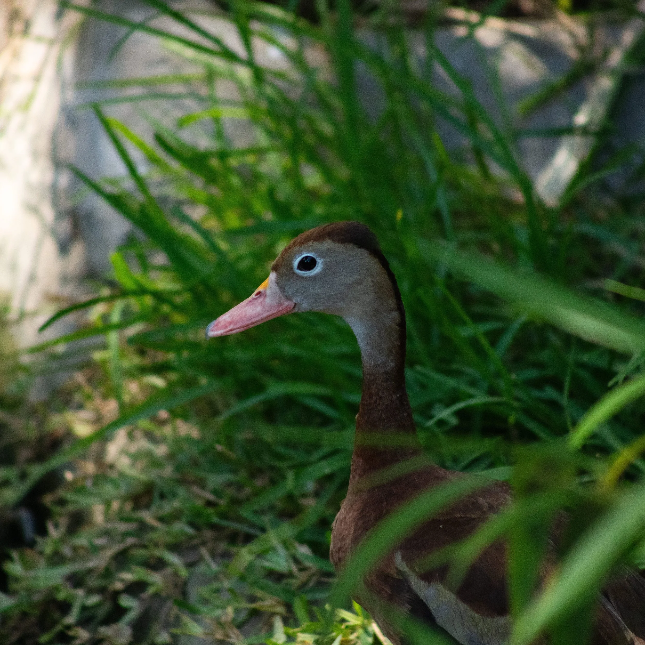 3R9A5980-2.jpg