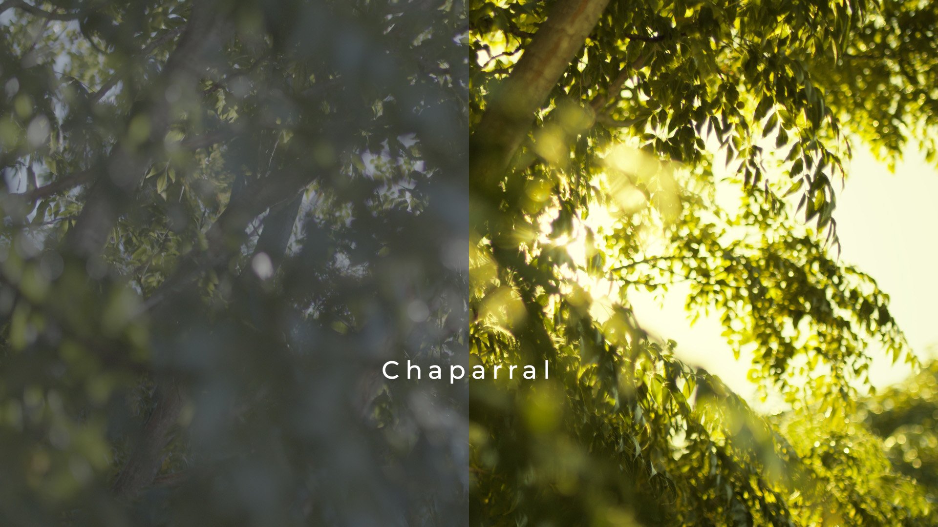 chaparral_1.205.1.jpg