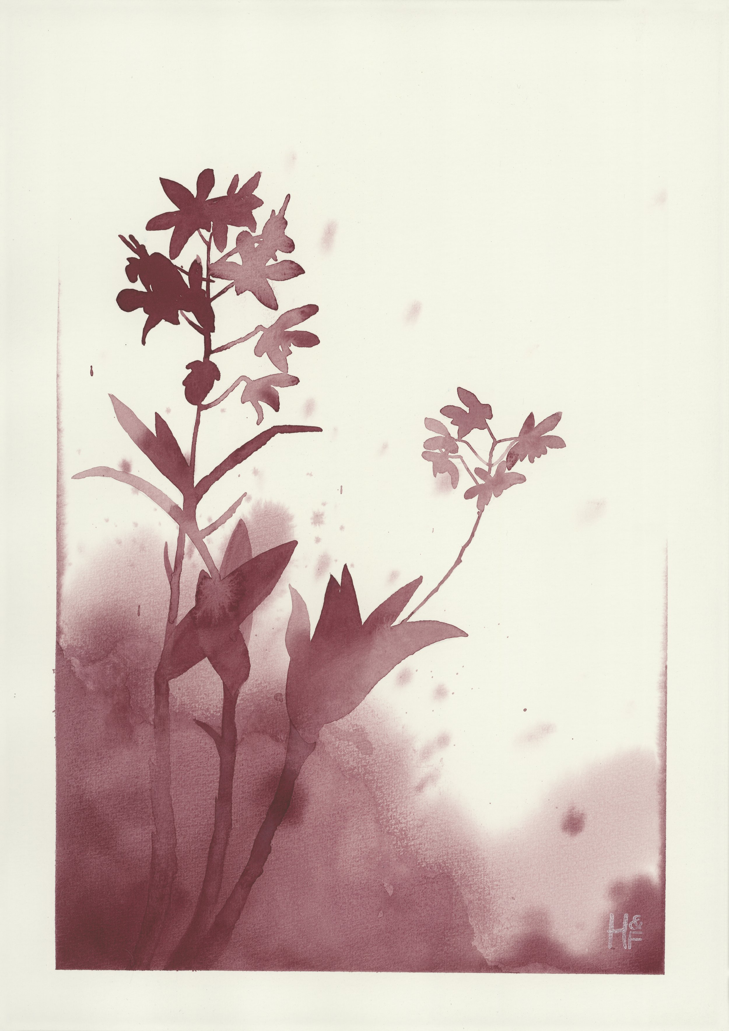 Cooktown Orchid in Perylene Violet 02.jpg