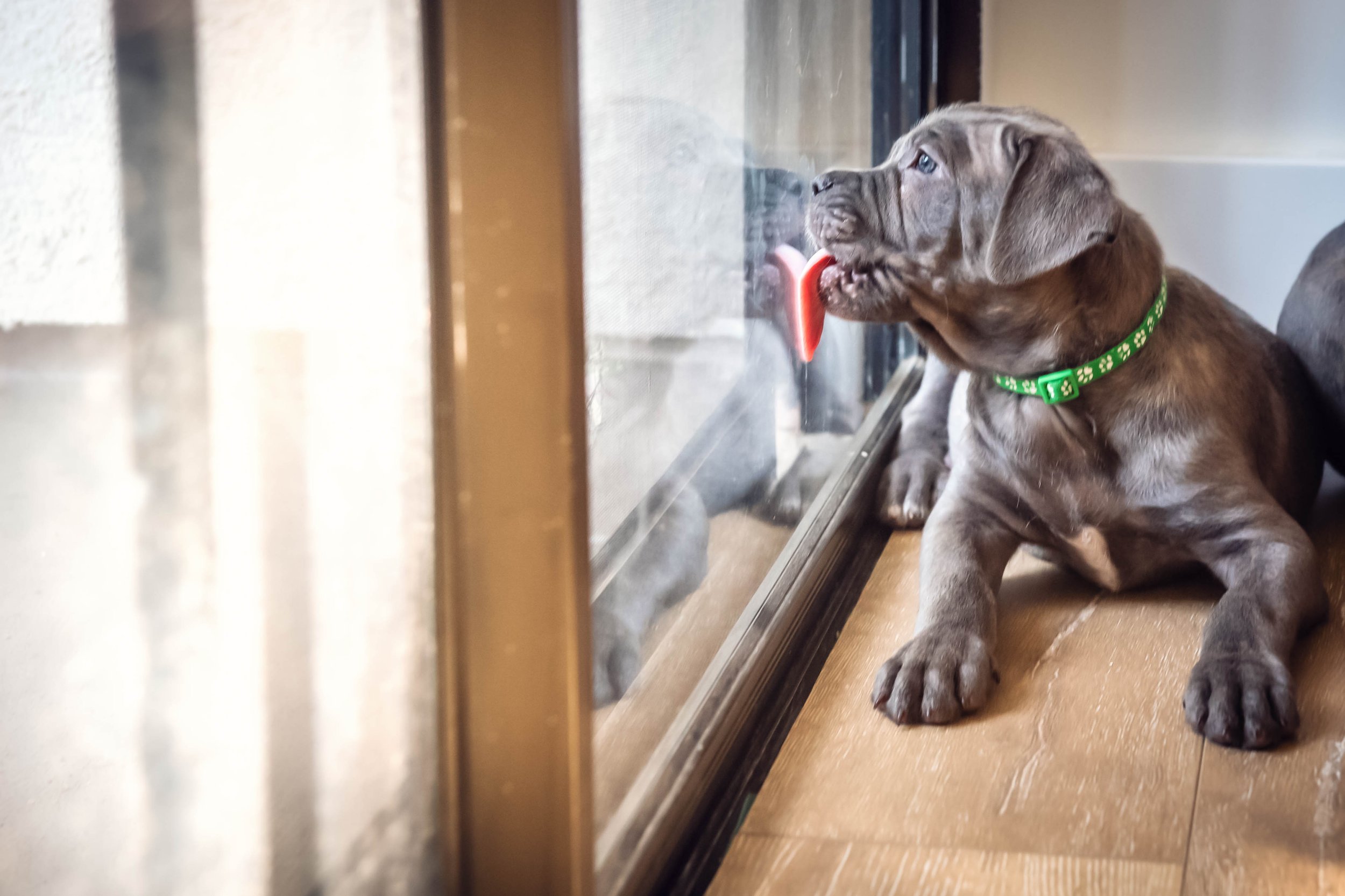 Puppy-Home-Session-6856.jpg