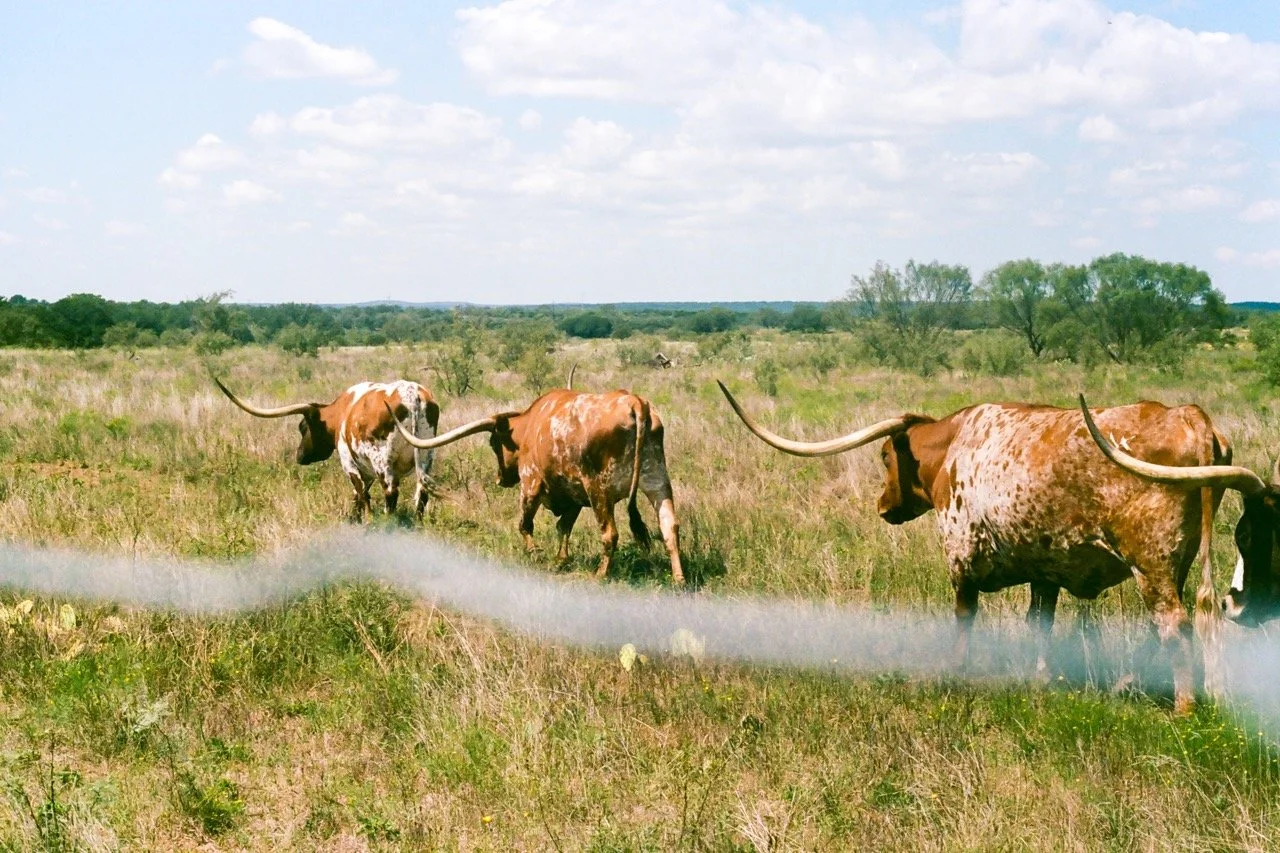 Longhorns Large.jpeg