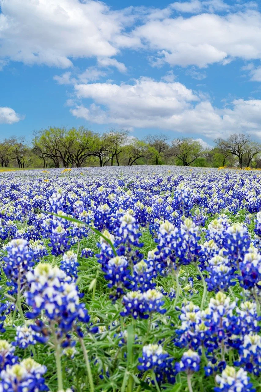 Blue Bonnets Large.jpeg