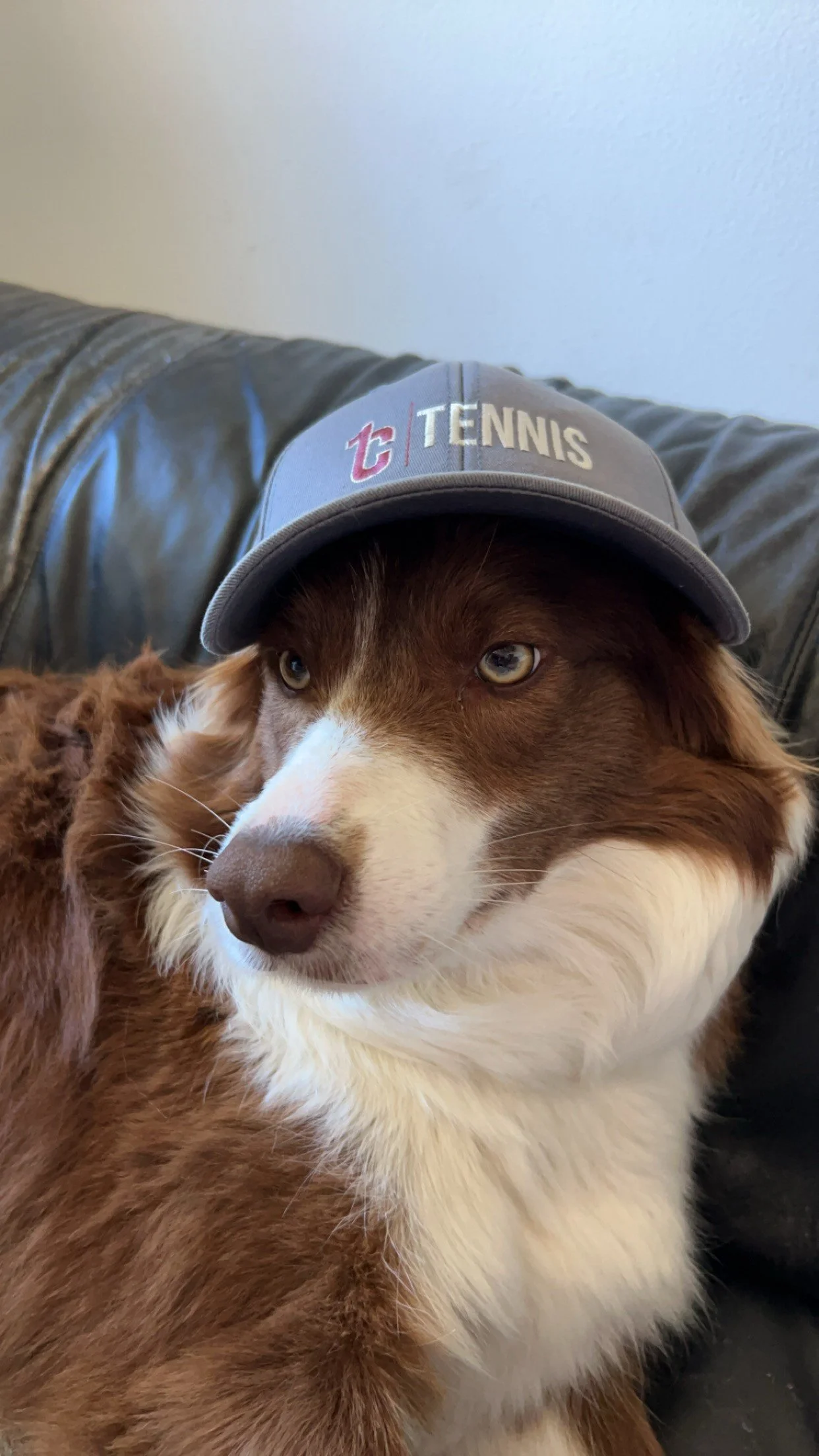 A dog wearing a gray baseball cap with the words 'Tennis' and the 'TC' logo, sitting on a black leather couch.