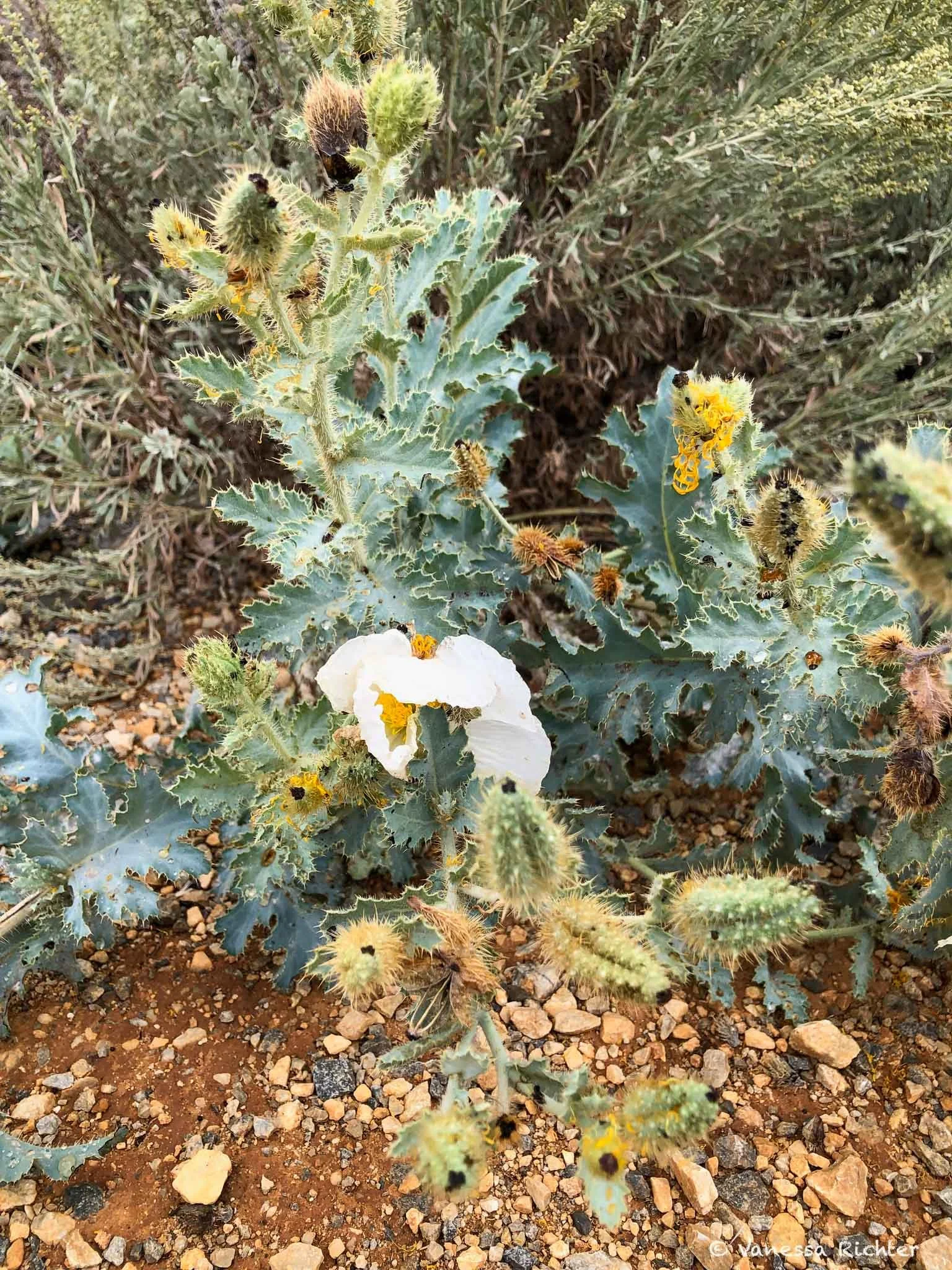 prickly poppy with flower and several buds near Mono Lake.