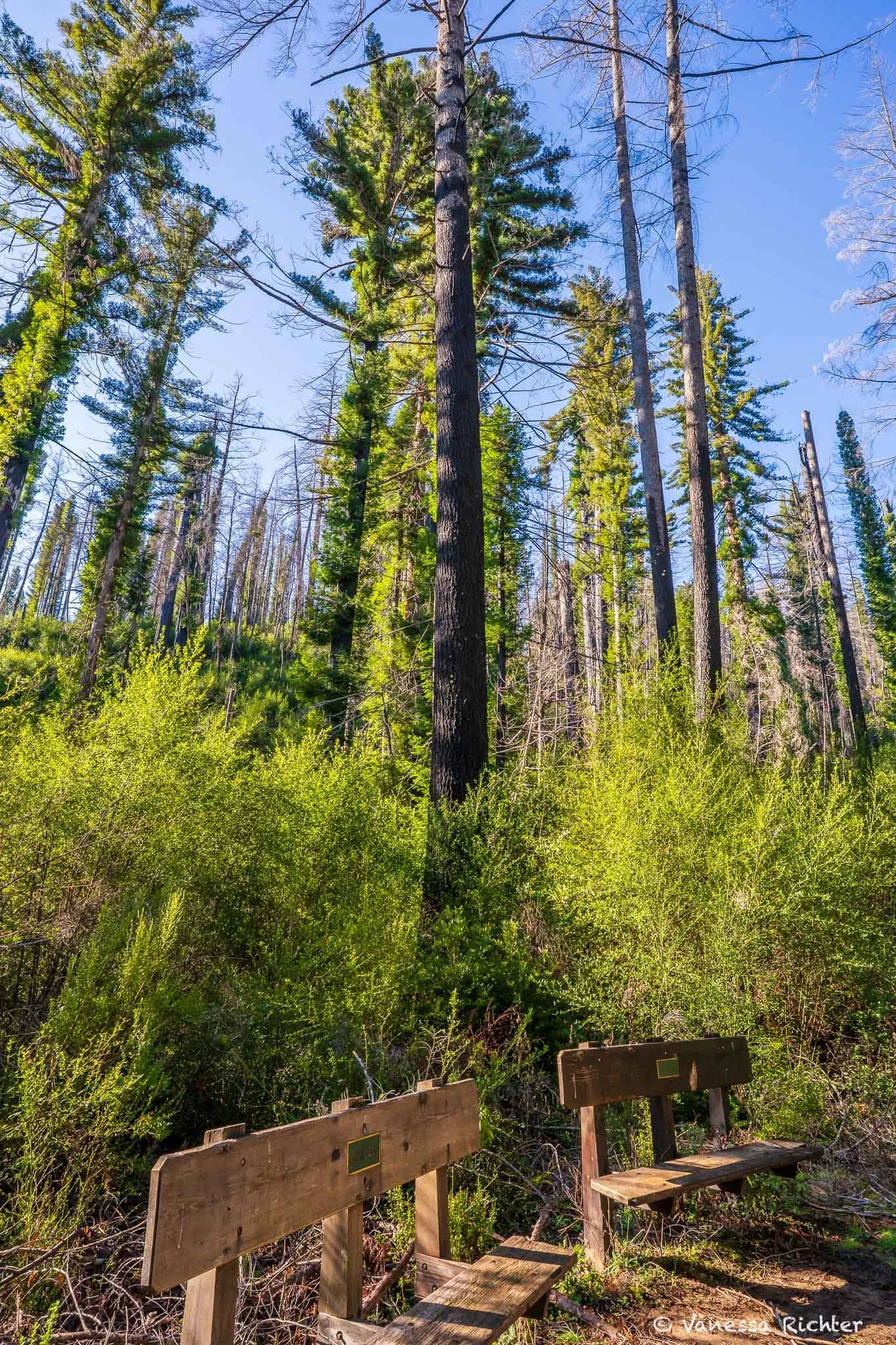 Black trunks ringed by new growth at their bases, with greenery draping the branches from the bottom to the very tops.