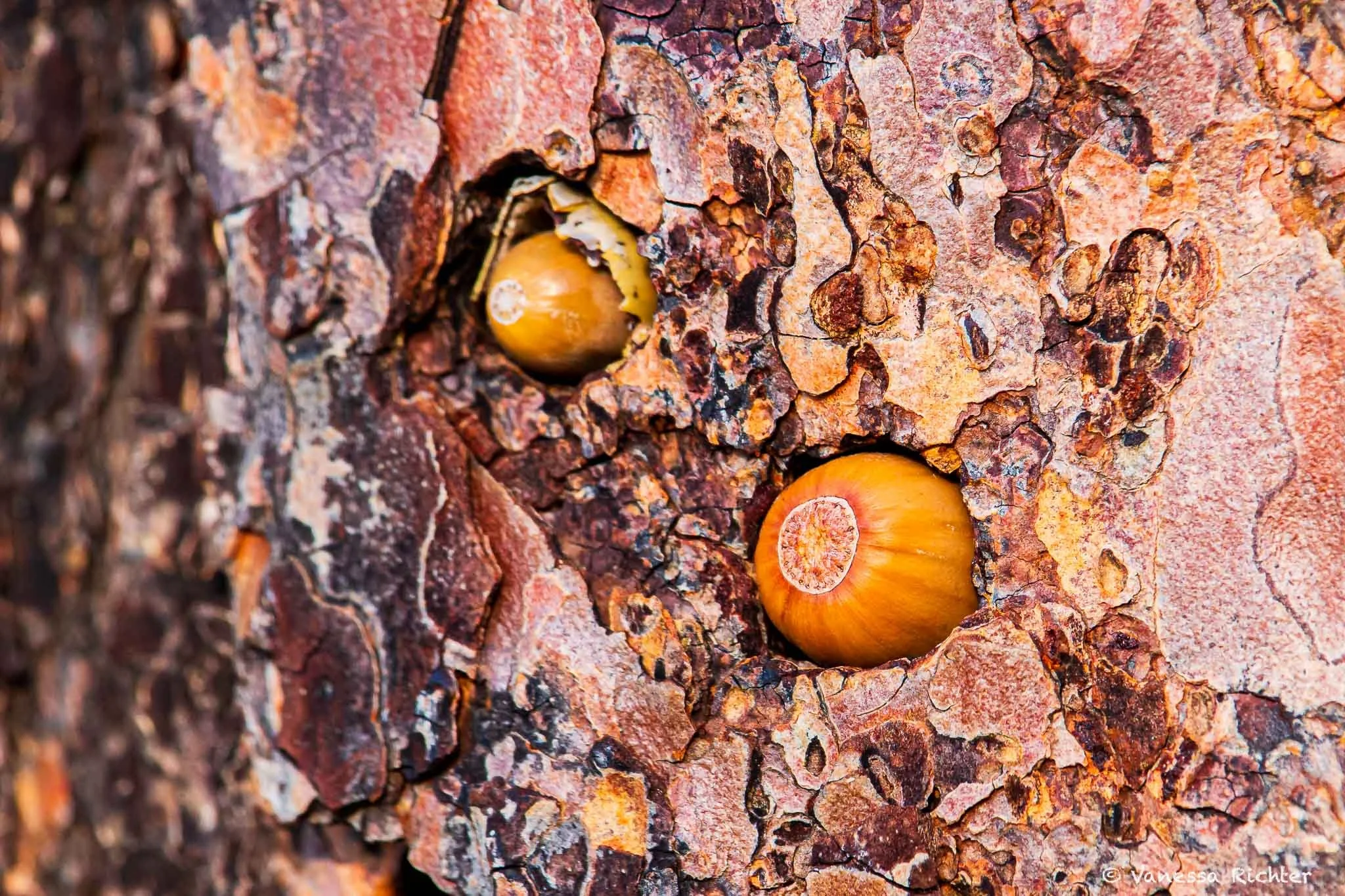 Close-up of acorns stashed in holes in tree bark.
