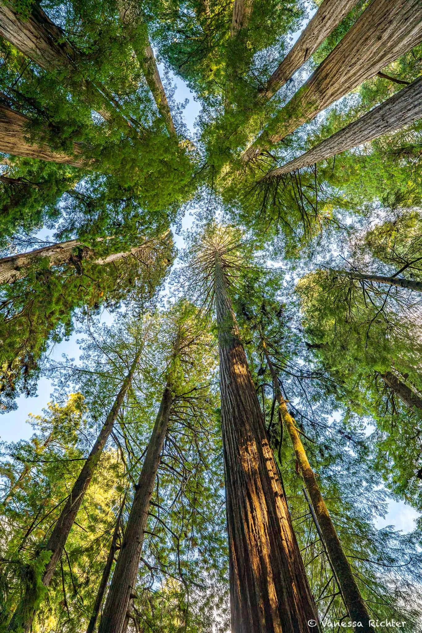 Tall redwood trees shot from below, their crowns reaching toward a bright blue sky.