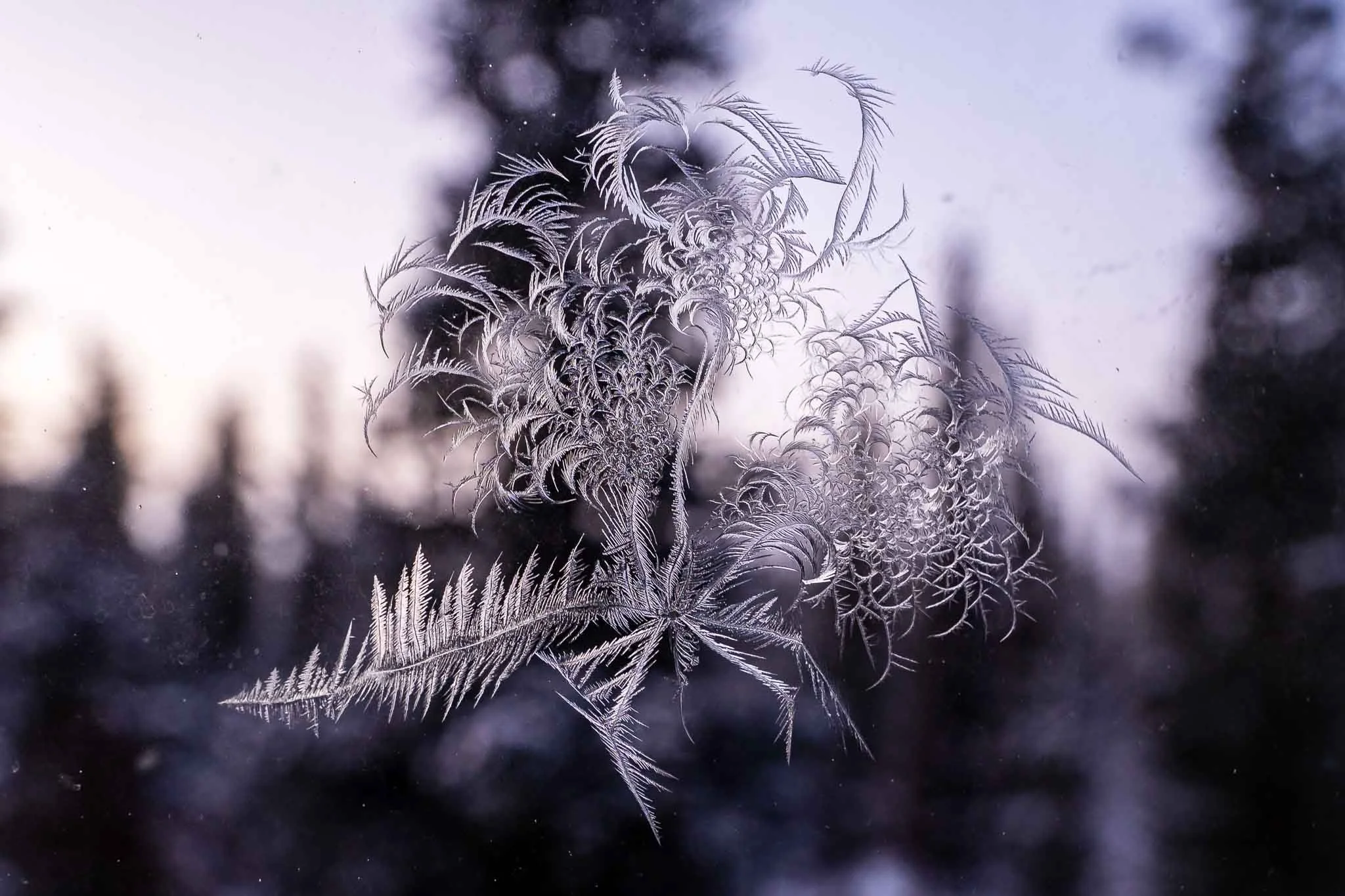 Visiting Fairbanks in Winter: Northern Lights, Dog Sledding &amp; Hot Springs