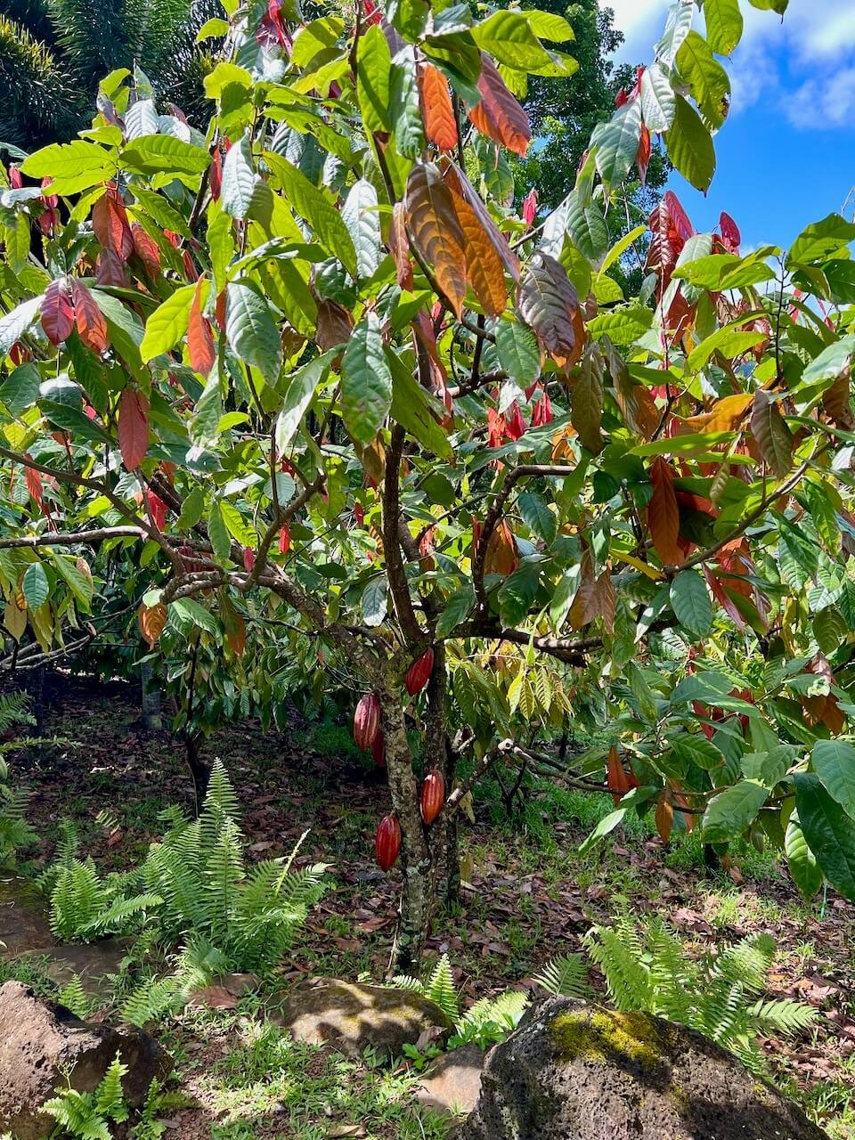 Red cacao pods hanging from a cacao tree at Lydgate Farms in Kauai, Hawaii