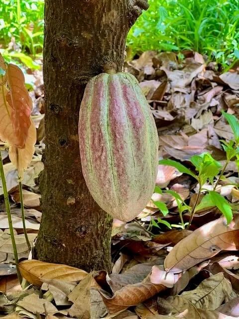  Close-up of a cacao pod with white-green skin and red stripes. 