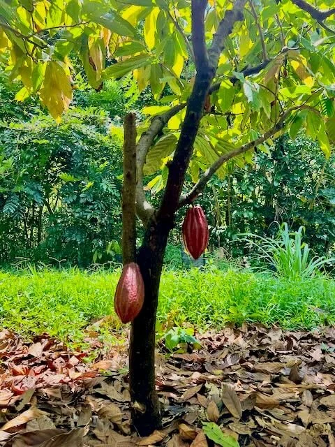  Cacao tree with two red pods hanging, green leaves on the tree and fallen leaves on the ground. 