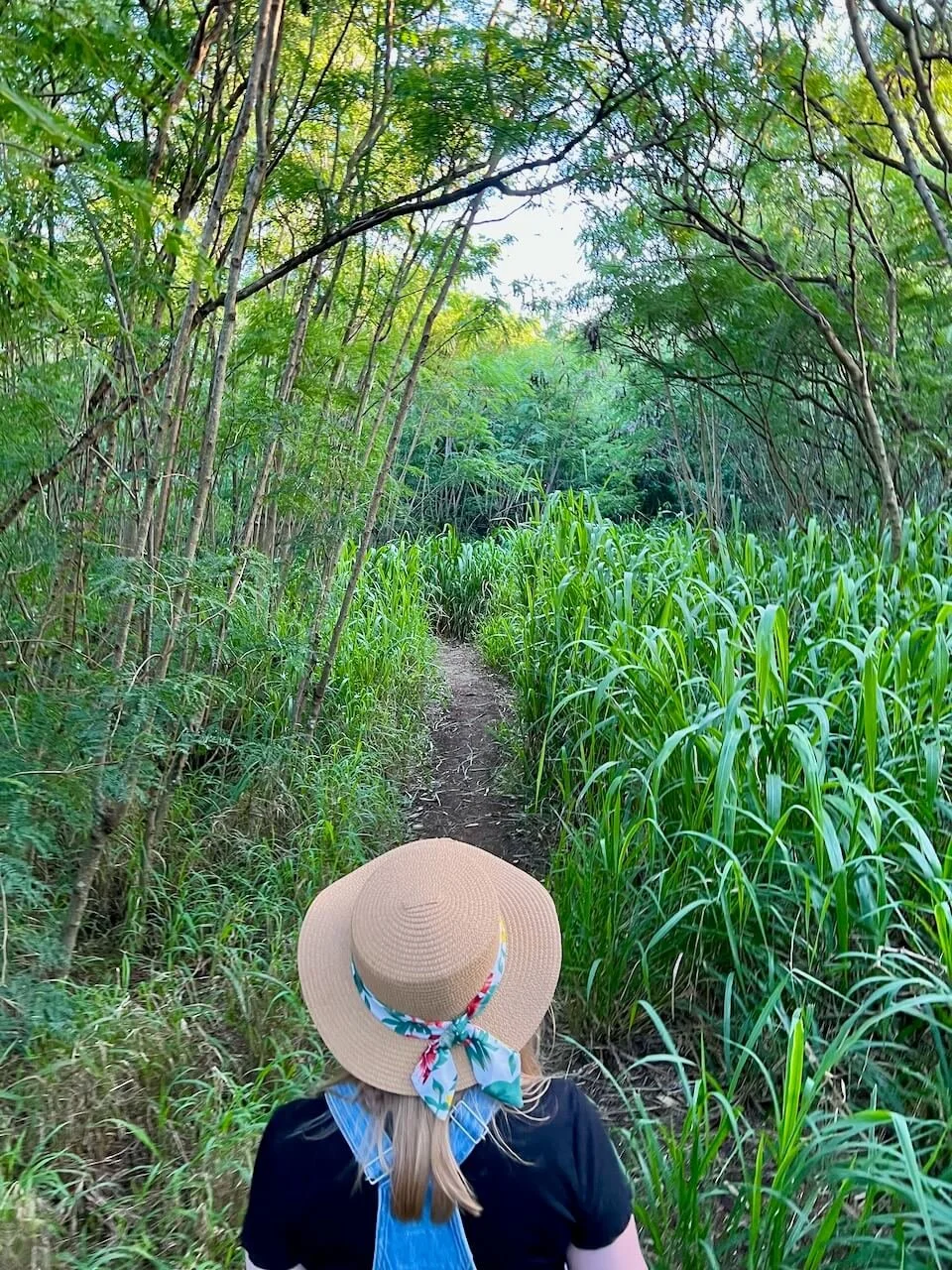  Path winding through dense green vegetation along the Mahaulepu Heritage Trail. 